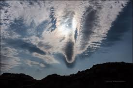 Strange clouds | Portraits of Wildflowers