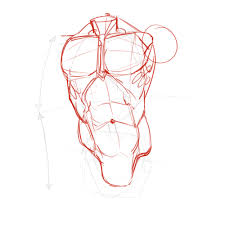 Prolapse of intervertebral disc closeup. How To Draw The Torso Front View