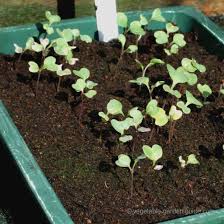 However, it can vary depending on which variety you use. How To Grow Broccoli Picture Gallery Photos Showing How Broccoli Is Grown