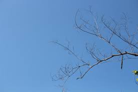 Image result for Nothosaerva