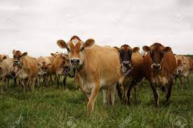 Attack Of The Killer Friendly Jersey Cows Stock Photo Picture And Royalty Free Image Image 455064