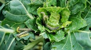Egg, caterpillar, pupa and adult. Caterpillars
