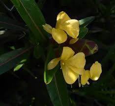 Image result for Barleria oxyphylla