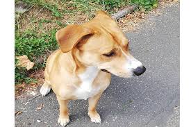 Chien Perdu Perdu Ma Chienne Maya Le 14 07 A Le Petit Quevilly 76 Chien Boxer Chien Animales