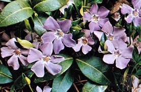 Image result for Tabernanthe