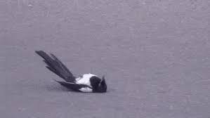 Are not permitted at any time. Latest Magpie Gifs Gfycat