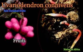 Image result for Uvariodendron