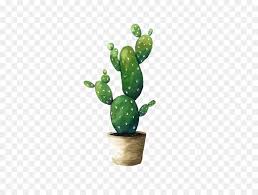 Los cactus tienen estructuras llamadas areolas, pequeñas formas. Cactaceae Pintura A La Acuarela Pintura Imagen Png Imagen Transparente Descarga Gratuita