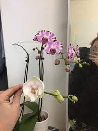 There are also over 100,000 hybrids and cultivars produced by horticulturalists, created since the introduction of tropical species to europe. I Am So Crushed I Knocked Over My Sweet Orchidchild And Its Fragile New Bloom Stem Broke Off Can I Do Anything To Preserve These Blooms And Give Them As Much Life