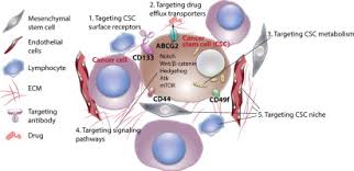 Can Nanomedicines Kill Cancer Stem Cells Sciencedirect