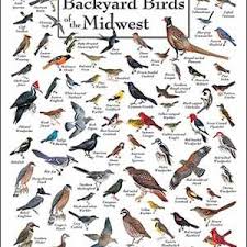 Birds Of North America Poster Pop Chart Lab 740 Species