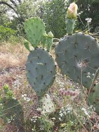 How to cook nopales / cactus ( not slimy). How To Harvest Prickly Pear Cactus Dengarden