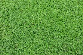 20 Grass Textures Background Pack Grass Textures Bermuda Grass Grass Wallpaper
