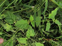 Image result for Commicarpus helenae