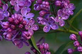 What could be the problem, and what. Do Lilacs Grow In The Shade Planting Guide Gardening Spree