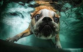 Dog swimming underwater in summer. Underwater Dogs In Swimming Pools Slapped Ham