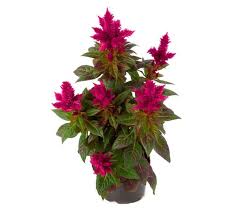 Celosia Plumosa Kelos Fire Scarlet Celosia Ebert S Greenhouse