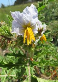 Image result for Solanum linneanum