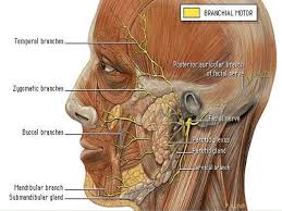 For centuries, muscles have been given latin names. Muscles Of Face