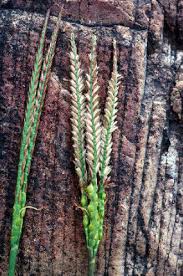 Image result for Hackelochloa granularis