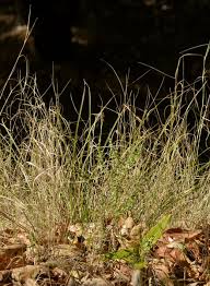 Image result for Agrostis