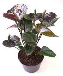 Flamingo Lily Black Love Anthurium Andraeanum Hybrid Anthurium Planting Flowers Lily