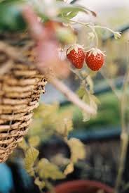 Strawberries Wilde Erdbeeren Pflanzen Erdbeeren