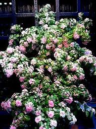 Image result for Pilea microphylla