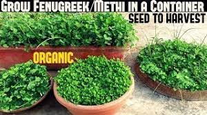 We did not find results for: How To Grow Fenugreek Methi In A Container With Full Updates Youtube