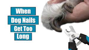 When Dog Nails Get Too Long Youtube
