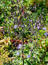 Image result for Lactuca ugandensis