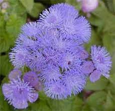 Ageratum Is An Annual With True Blue Flowers Cool Plants Perennial Herbs Purple Flowers