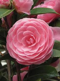 June is the time when flowers start… read more; 62 Flowers Blooming In June And July Ideas Flowers Plants Planting Flowers