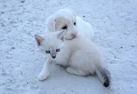 Parfois, trouver un nom de chat parfait vient tout de suite à l'esprit suivant le caractère du chat ou de votre nouveau chaton mais il peut vous arriver d'être à cours d'inspiration. 2018 Un Nom En O Clinique Veterinaire Du Loup