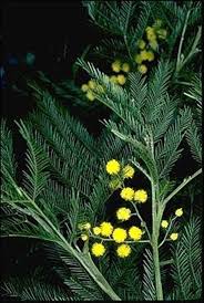 Image result for Acacia decurrens