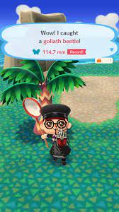 To catch bugs in animal crossing: Found A Goliath Beetle Animalcrossing