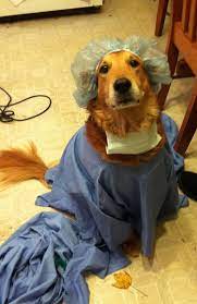 We selected the best halloween costumes for golden retrievers to make it easy for you to find. Dr Nick The Golden Retriever Cute Dog Halloween Costumes Dog Halloween Costumes Dog Halloween Costumes Diy