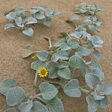 Image result for Arctotheca populifolia