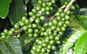 Resultado de imagen para cafe verde