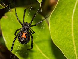 Black widow bites can affect people differently. Protect Workers From The Bite Of Black Widow Spiders