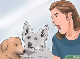 Better than stopping two male dogs from fighting is preventing them from attacking each other in the first place. How To Break Up A Dog Fight 15 Steps With Pictures Wikihow Pet