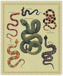 Bring your camera on your next trip to the texas hill country. The Wild Snakes Of Texas Texas Highways