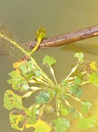 Image result for Trapaceae