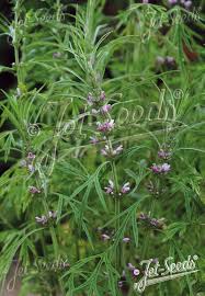 Image result for Leonurus japonicus