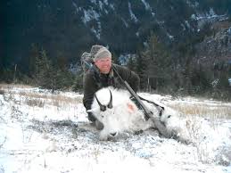 Rocky Mountain Goat - Grizzly Basin Outfitters