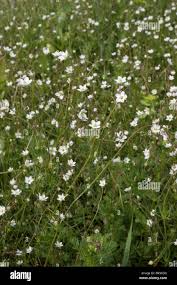 Image result for Spergula