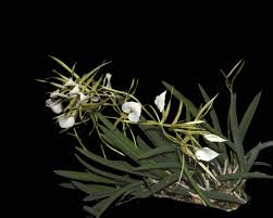 Image result for Angraecum conchiferum