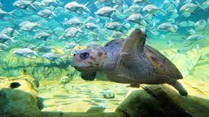 San antonio aquarium invites you and your family to visit thousands of fish, mammals, reptiles & birds in our interactive exhibits. Turtle Reef Is Now Open At Seaworld San Antonio Ripped Jeans Bifocals