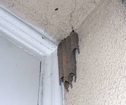 Birds That Make Mud Nests On Walls Pin On The Secret Life Of Plants