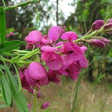 Image result for Polygala macrostigma